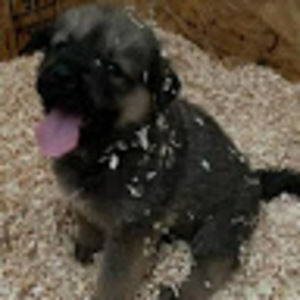 Meet your Posher, Maya